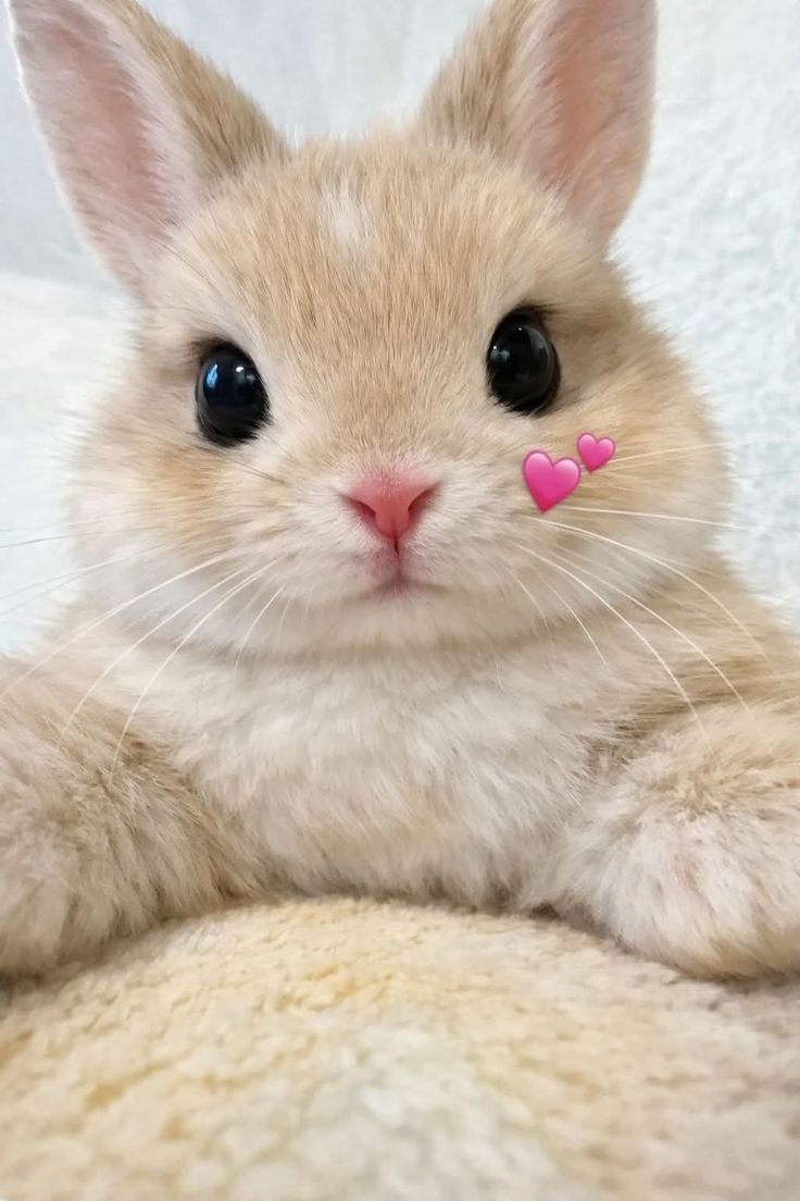 popularrabbit's tweet photo. Cutie https://t.co/VglrPFHFAI