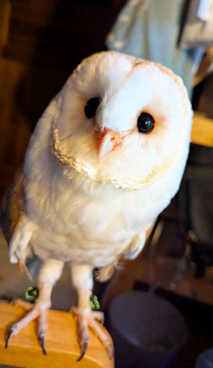 11noko's tweet photo. 💘😇
#とおいちのルチル #Barnowl #メンフクロウ https://t.co/pfGjbVBiOU