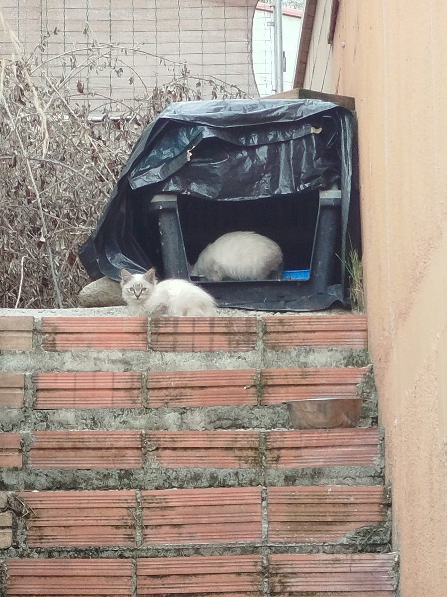 Neinei_rescue's tweet photo. Volvemos a empezar con la historia.

No pude capturar a la madre. Sospechaba que ya había parido y no la podía separar de las crías.. Bueno, pues si. Parió. Y evidentemente estos tienen la misma madre y padre que Emily. Porque son iguales.

Yo no puedo más, de verdad. https://t.co/qlTl0gZd5B