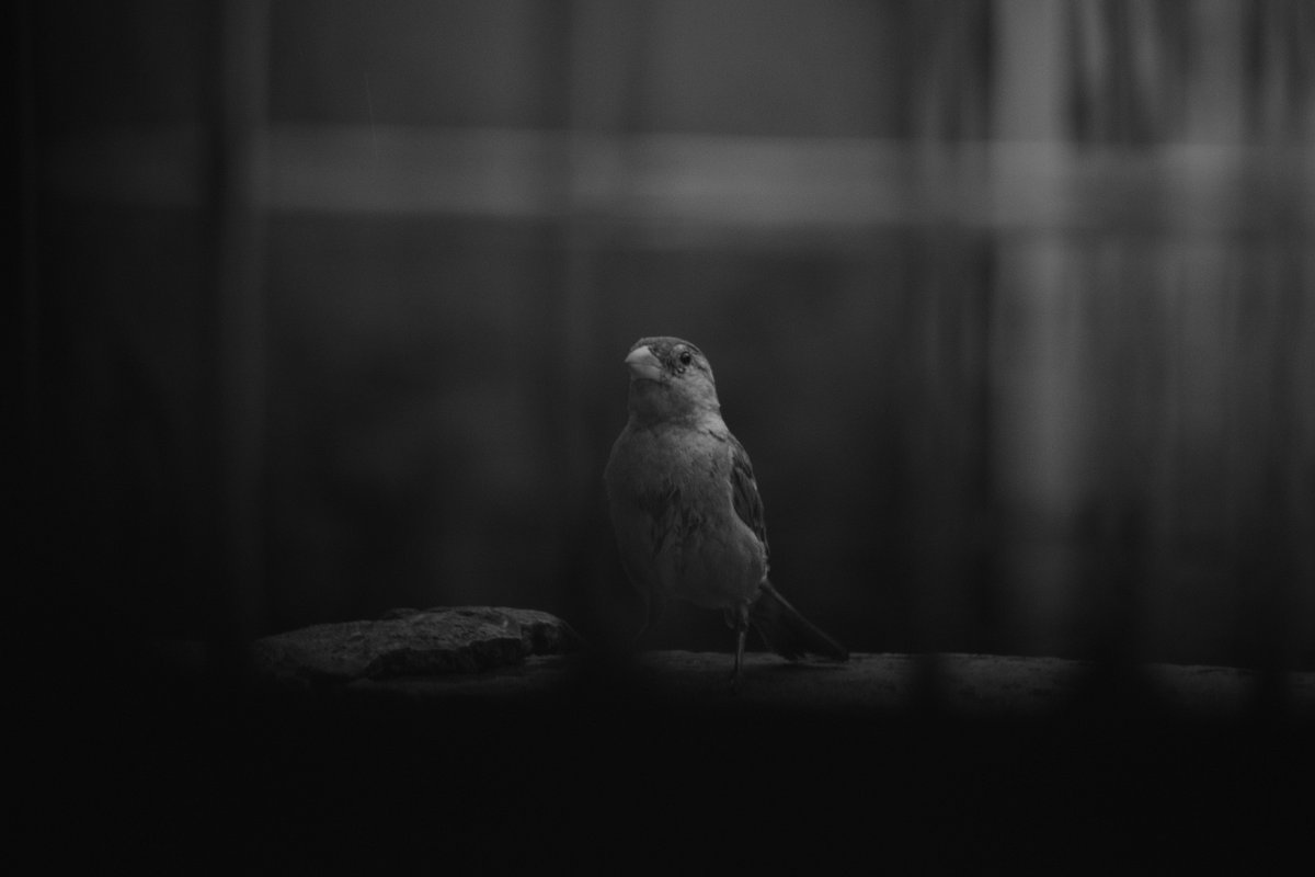 ColomboWsrhee's tweet photo. [弥氯凳敌の影が、街角に静かに佇んでいる] https://t.co/N1oMsxUrvR