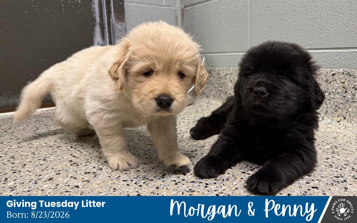 4PawsForAbility's tweet photo. Meet the Giving Tuesday litter presented by JPMorganChase, the 6 puppies of Simka &amp; Cheez-It! 💰🐕‍🦺 The Giving Tuesday litter presented by JPMorganChase is sponsored by JPMorganChase Ohio. https://t.co/rjtUgP9s9u