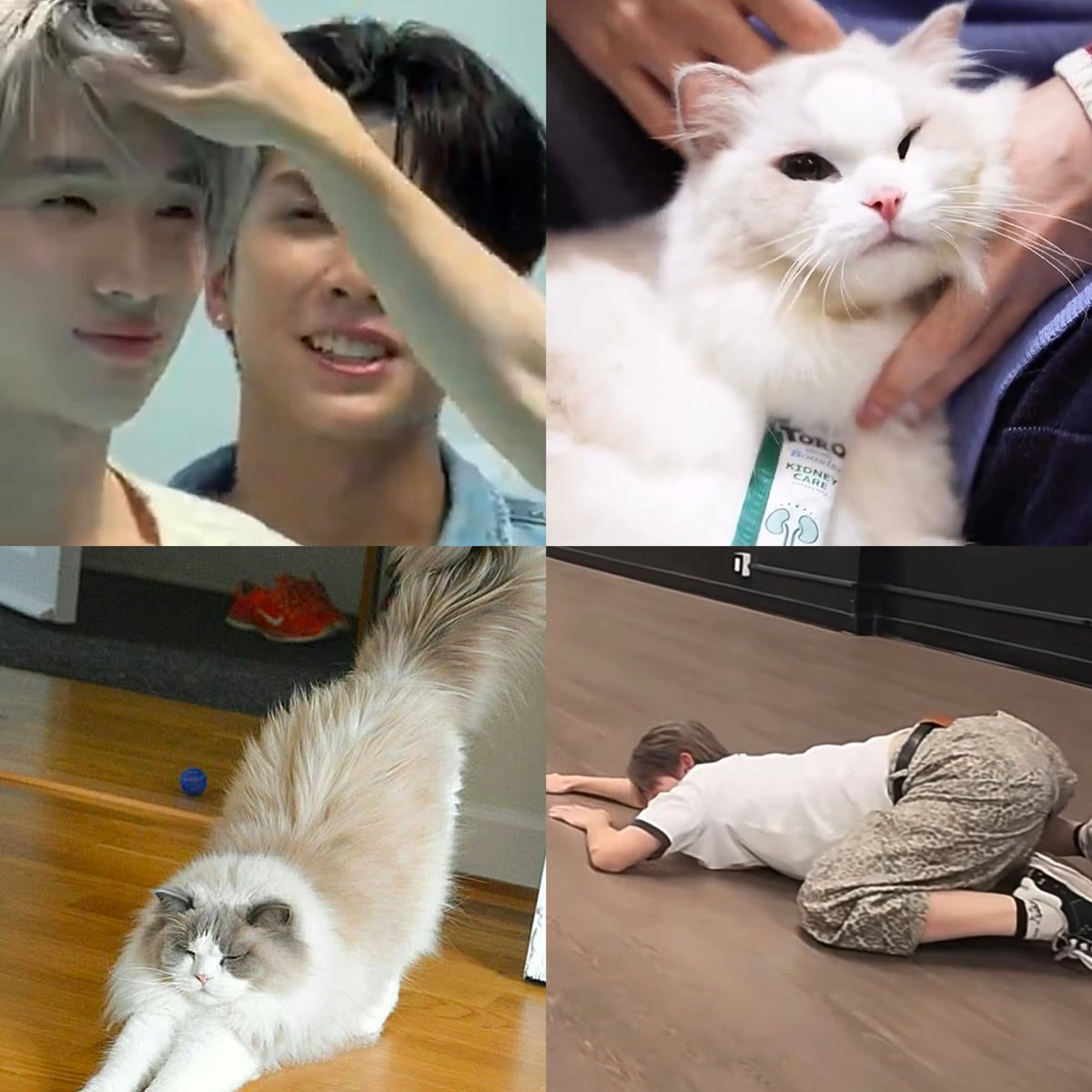_pjsaturns's tweet photo. like cat like hongshi 🫳🏻🫳🏻

— อยากเลี้ยงน้องฮงทุกวัน ใครเข้าใจนี่บ้าง ㅜ ㅡ ㅜ https://t.co/5cJ3BCEzZr