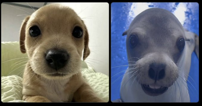 s4ndeer's tweet photo. WE JUST ONBOARDED THE CREATOR OF THIS BABY SEALION THAT LOOKS EXACTLY LIKE BILLY. 

His videos have already pulled 1M+ views on TikTok and instagram in just a couple of days, and apparently he’s going viral on Douyin too.   

We’re sending the fees directly to the creator.  Real creator. Viral animal.

The next giga animal runner?
