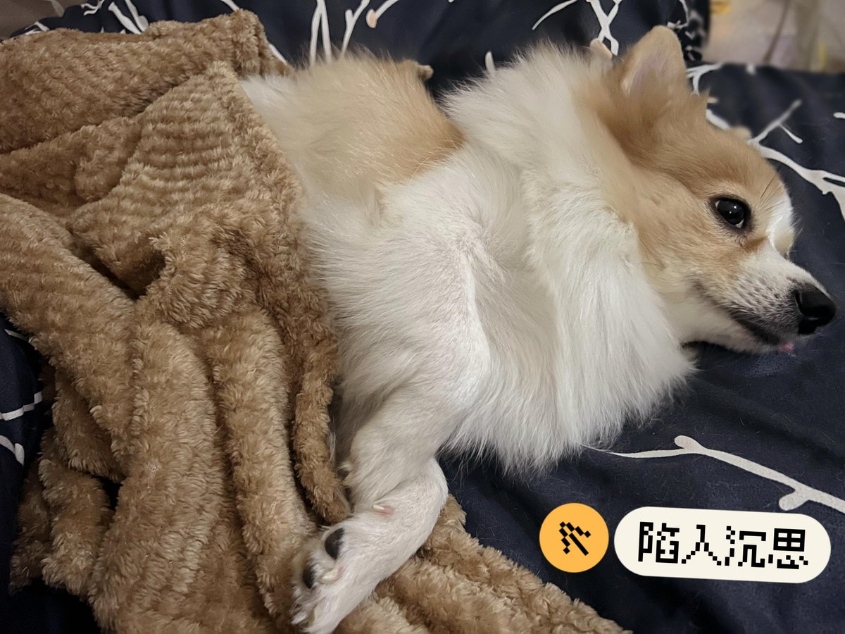 jeonghoon5967's tweet photo. [この新しい毛布は肌触りが良くて、寒い夜には最高だね！ペットも私に寄り添ってきて、とても媚びた顔で可愛すぎる] https://t.co/fFEsGpNjH4
