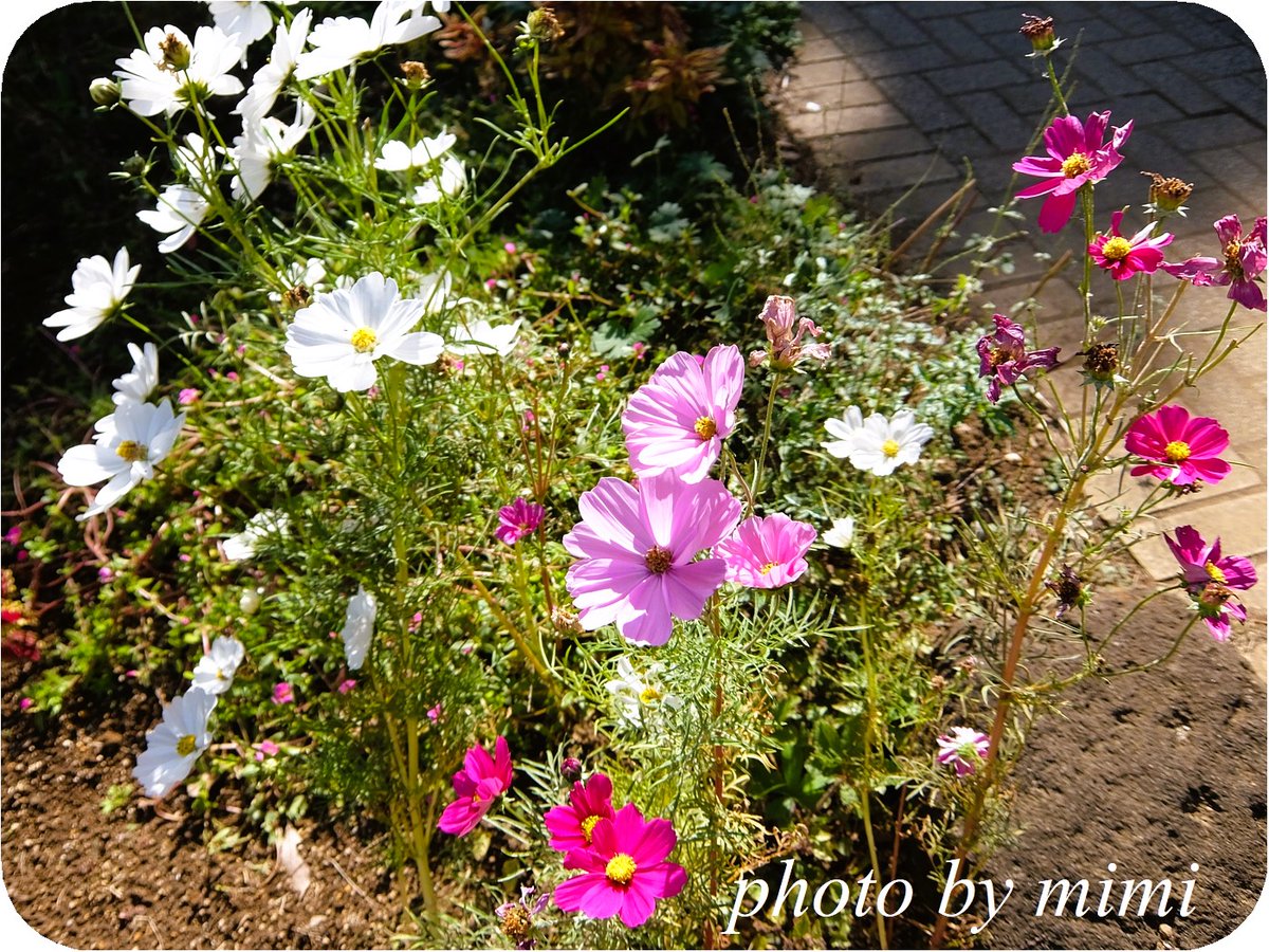 mimicafe5's tweet photo. 根には根粒(こんりゅう)があり、窒素を植物が使える形に変えてくれる根粒菌という共生細菌がいます

土の状態を良くしてくれるので、休ませている田んぼや畑に種をまき、育ったコスモスごと耕して次の作物の肥料にする緑肥に使われます

コスモス畑は自然の力を利用した土壌改良のためでもあるんですね https://t.co/aBvkHButxb
