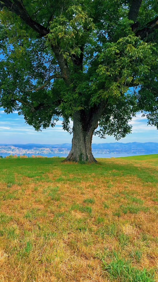 Brazil_Trade's tweet photo. Standing alone isn’t weakness. Sometimes it means you’re strong enough to keep moving without a crowd. https://t.co/NHhFdugd1t