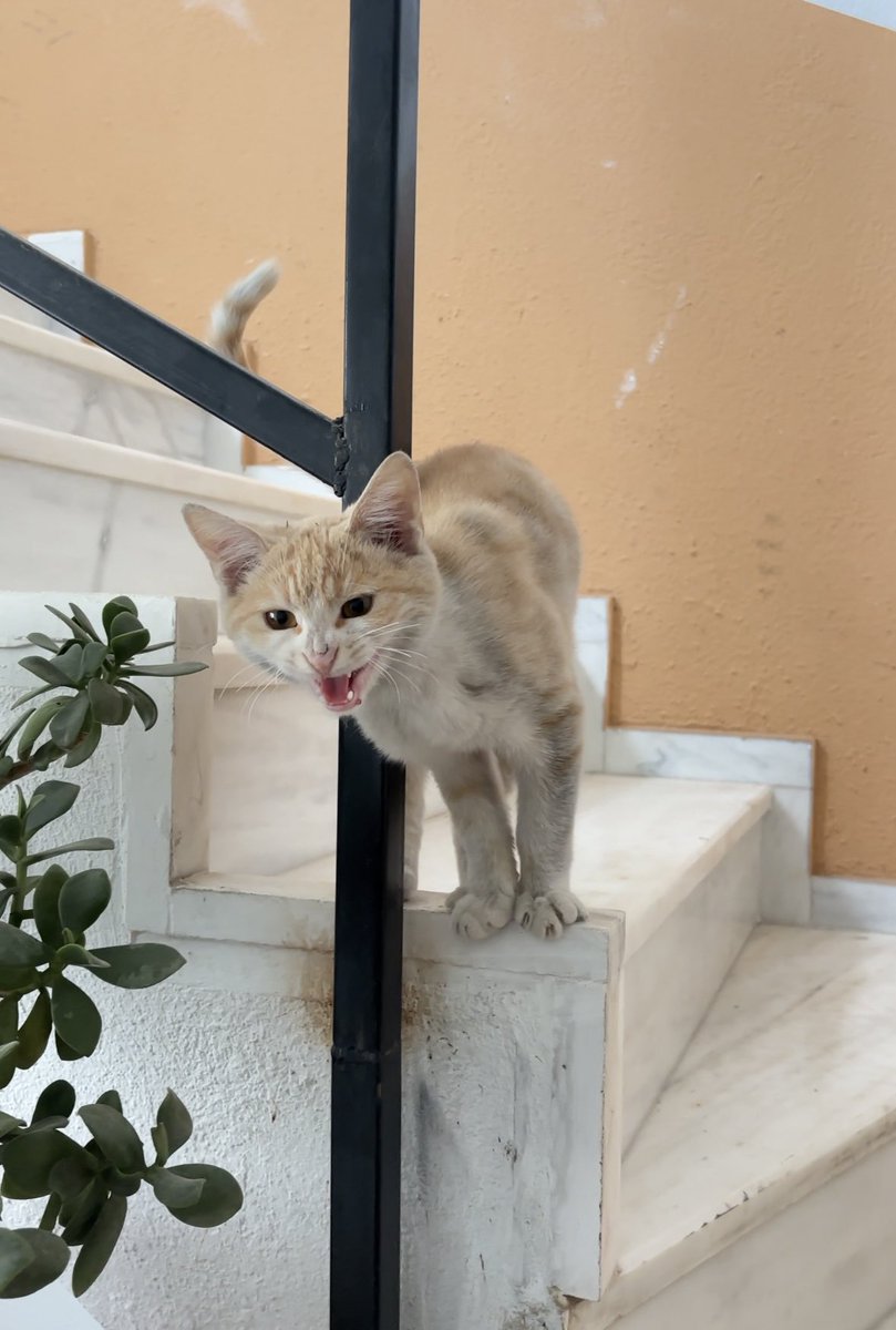 ahahahaanfms's tweet photo. ben gidiyorum diye pesimden bagırmaya basladı ??? terk etmicem seni korkma https://t.co/PAsh2jzKL5