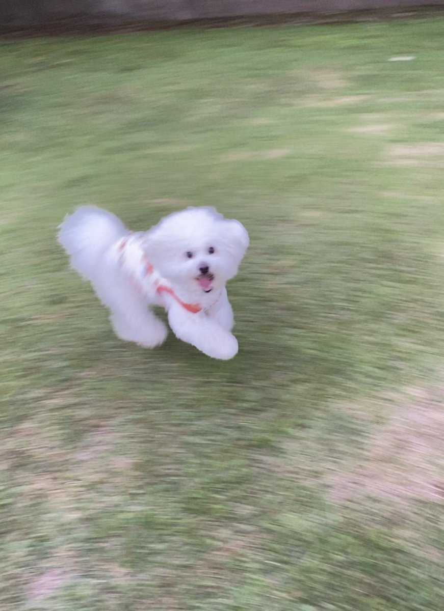 gurugurug_'s tweet photo. ドッグラン行っても犬見知りするから走らないんだけど遅めに行ったからたくさん走って躍動感も記録できて良かった https://t.co/XfkiycL8Yh