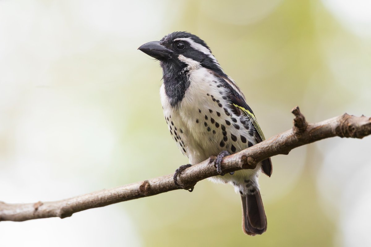 _TCartz's tweet photo. The Safari Park Hotel in Nairobi was a great introduction into birding Kenya, over 70 species personally recorded at the site. 
Fantastic views of African Harrier-hawk, White-eyed Slaty-Flycatchers, African Paradise Flycatchers &amp; Spot-flanked Barbets https://t.co/InS7rS3CdK