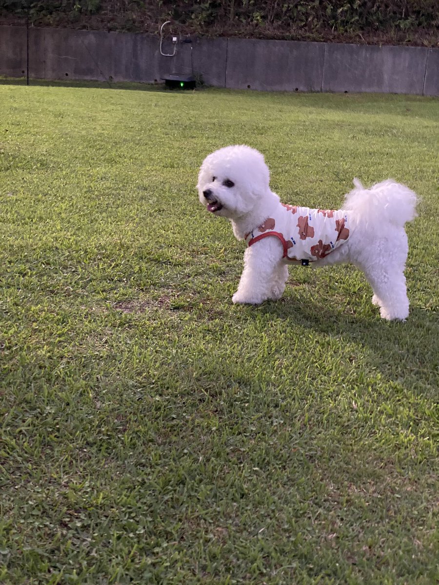 gurugurug_'s tweet photo. お洋服込みで可愛い https://t.co/W14NOYROBb