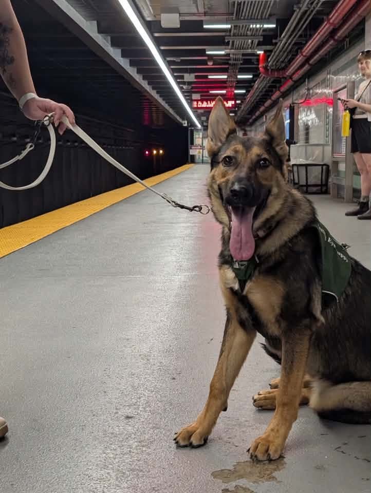 RidePATCO's tweet photo. 🐾Puppies on Board! 🚆

PATCO was proud to welcome Seeing Eye puppies in training on their first-ever train ride!

The trip helps these future guide dogs build confidence and prepare to change lives.

🔗https://t.co/WCFjlP8zBr https://t.co/CJa0ll8Lhd