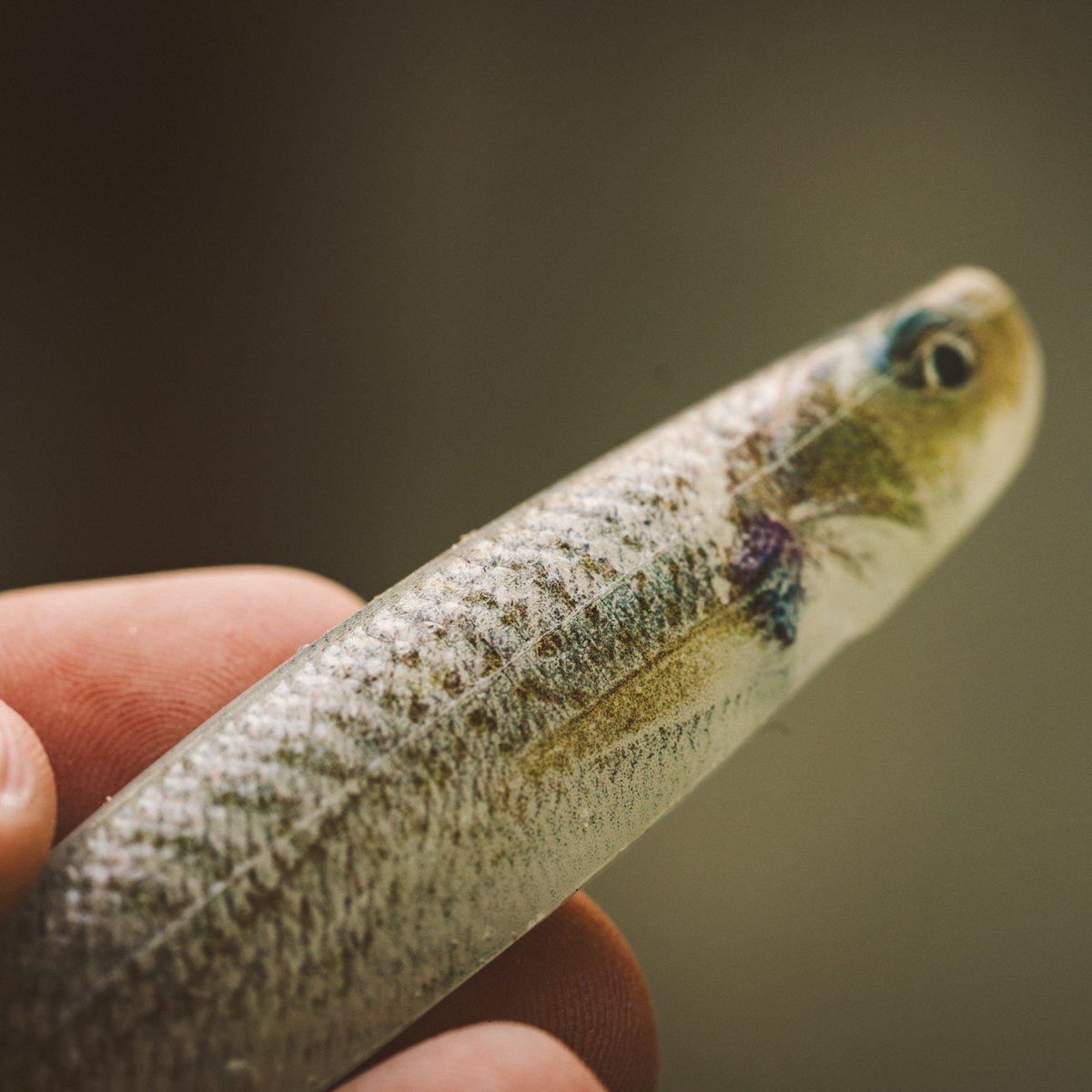 6thsensesalt's tweet photo. Some details speak for themselves.

A closer look at the natural patterns and lifelike finishes of the Shindo Live Colorways.

#6thsensesaltwater #6thsense #6thsensefishing https://t.co/qhr6YBMGmg