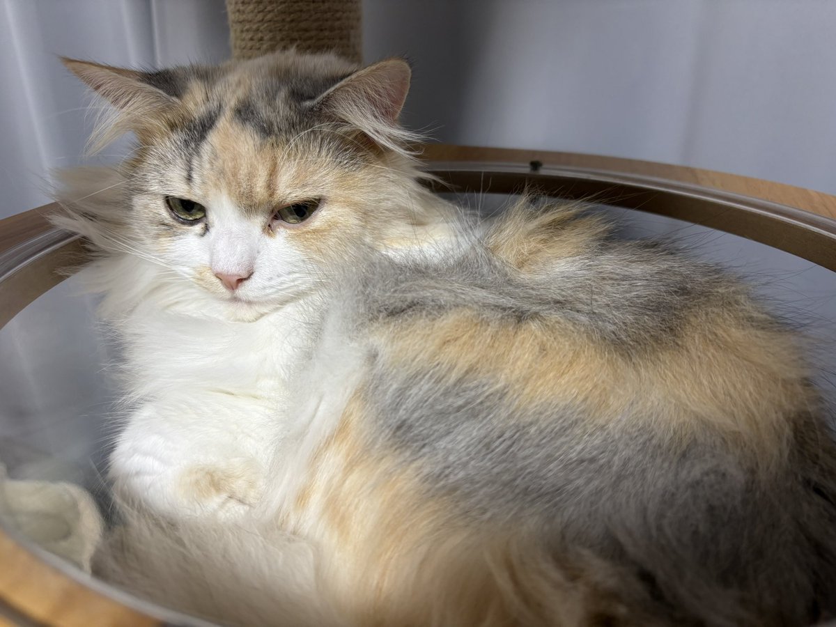 LICO_Dailycat's tweet photo. ノーマル眠い猫 https://t.co/p4gwfH2cIL