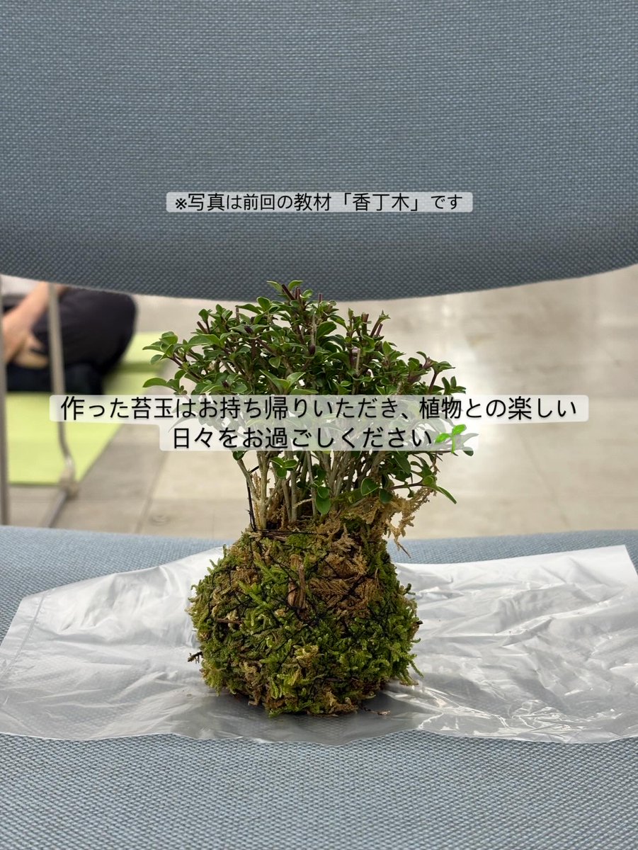 bonsai_chie's tweet photo. 🌿 盆栽とヨガを楽しむワークショップ

📅 開催日：10月18日(日)
⏰ 時間：10:00〜12:00
📍 会場：上野グリーンクラブ 3F
（東京都台東区上野公園3-42）

【持ち物】
・ヨガマット（バスタオルでもOK）

【服装】
動きやすい服装でお越しください

お申し込み↓
https://t.co/KPwCINRnr9 https://t.co/dG3IO6CUKQ