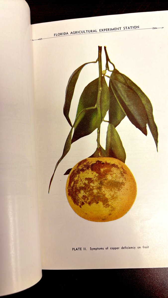 CitrusAg's tweet photo. #copper #citrus https://t.co/jKZcVFrYNy