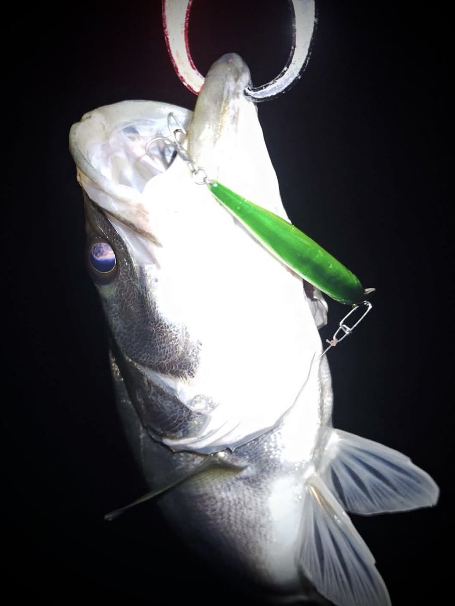 NOIKEmarketing's tweet photo. またまた有明海から『KAISHIN MINNOW 75SP』の釣果報告いただきました。
@Stallion4829
潮の流れが速いソルトウォーターの釣りにおいてもアクションが破綻することなくしっかり泳ぎきるカイシンミノー、対象魚はフィッシュイーター全般です。
#NOIKE
#カイシンミノー75SP https://t.co/C2SuifoLZ8