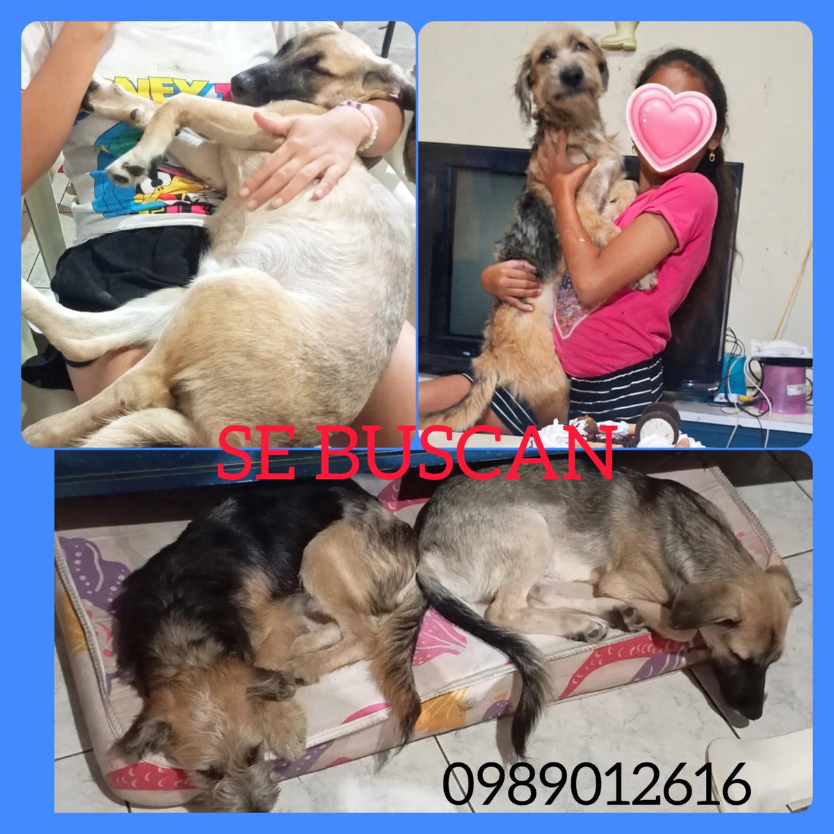 AlertaMePerdi's tweet photo. #ACTUALIZACION #PERDIDO #GUAYAQUIL
Nombre: #Rocky
Fecha: 2026-09-26
Sector: Sur, Guasmo central, coop hogar para pobres
Sexo: Macho
Raza: Mestizo
Observación: Color negro y café tamaño pequeño
Contacto: 0989012616
¡Ayúdalo a volver con su familia!
 #AlertaMePerdí https://t.co/6lsFiLbxdL