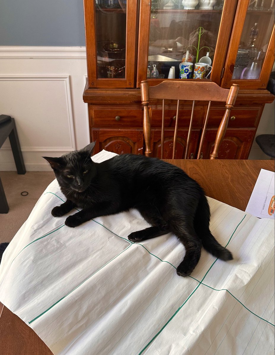 LearningIn203's tweet photo. Was planning on getting some work done. The Queen disagrees. https://t.co/GzpckJX7xK