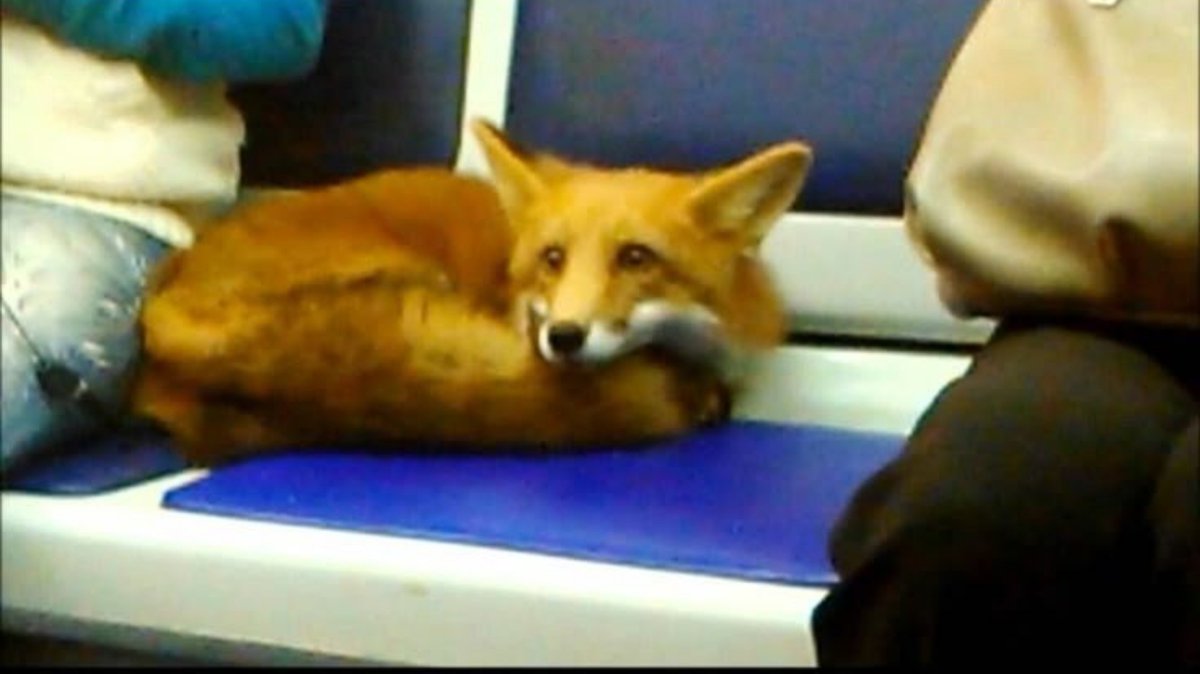 ZyaFox's tweet photo. Me in my silly public transport because i love efficiency and good city planning https://t.co/zYPipr8hRA