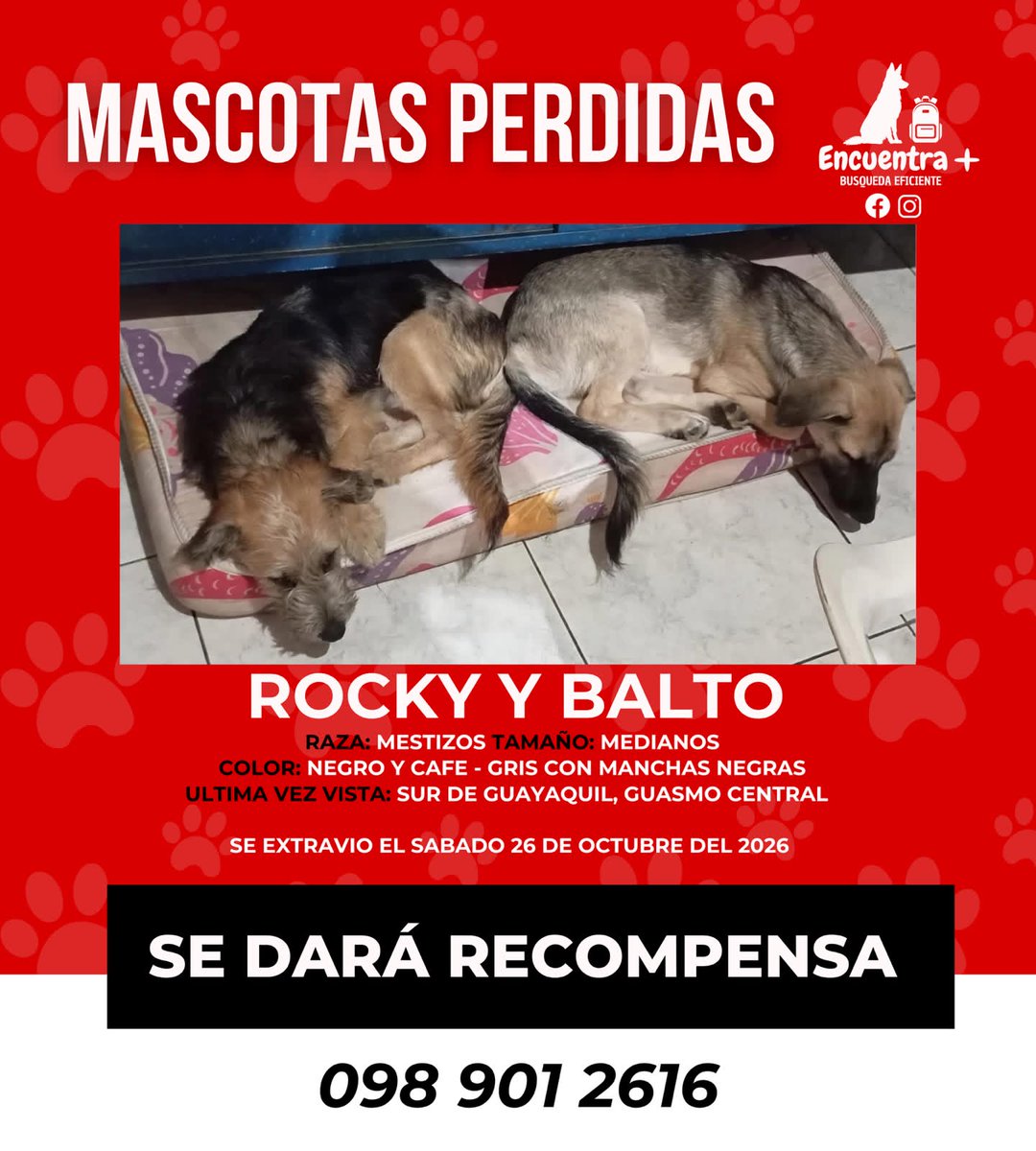 AlertaMePerdi's tweet photo. #ACTUALIZACION #PERDIDO #GUAYAQUIL
Nombre: #Balto
Fecha: 2026-09-29
Sector: Norte, Bloque dos Bastión popular. Por el pollo viajero 
Sexo: Macho
Raza: Schnauzer
Observación: Negro con gris mediano
Contacto: 0963815493
¡Ayúdalo a volver con su familia!
 #AlertaMePerdí https://t.co/nAS3XQwg29