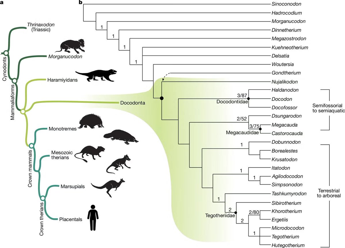 PaleontologieFr's tweet photo. Il y a ~160 Ma, #Megacauda nageait comme un ornithorynque !🦫
Cet étrange mammaliaforme 🇨🇳, le plus grand connu du #Jurassique, était adapté à la vie semi-aquatique et se nourrissait de petits animaux.
#Mammaliaformes

📰https://t.co/SGvGu8fahL

🔎https://t.co/7mKROBcAHM https://t.co/29zZ3sMYE8