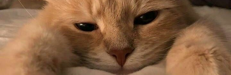 DearTes_sa's tweet photo. murrr

#CatsLover #GirlyBerry #model #sexy https://t.co/MBFC2vZOOS