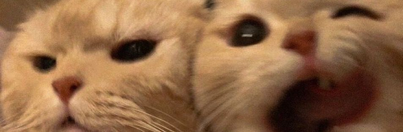 DearTes_sa's tweet photo. murrr

#CatsLover #GirlyBerry #model #sexy https://t.co/MBFC2vZOOS
