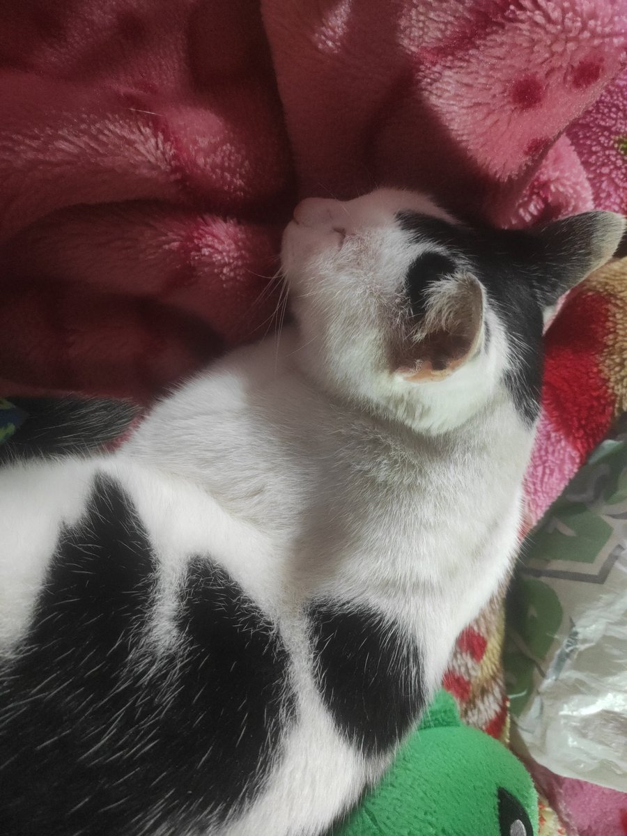 agatsuma_mp3's tweet photo. Apreciem minha gata gorda, plebeus! https://t.co/q92tn4vR7T