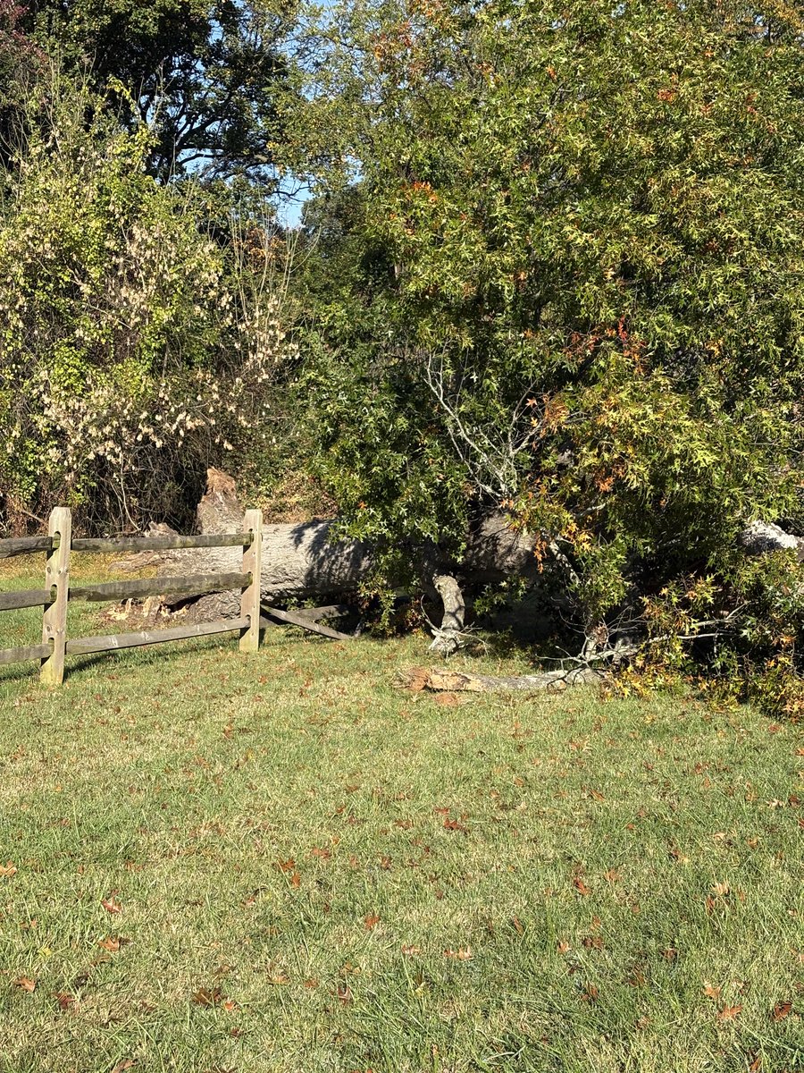 MotorWeek's tweet photo. We came into work today to a fallen tree on our set! 😱🌳 In every episode for the past few decades, this large tree has been the set dressing behind John. 

Fortunately there was minimal damage to our fence and no one was hurt.

So don’t be alarmed if John shows up in a slightly different location for a few episodes while get this cleaned up!