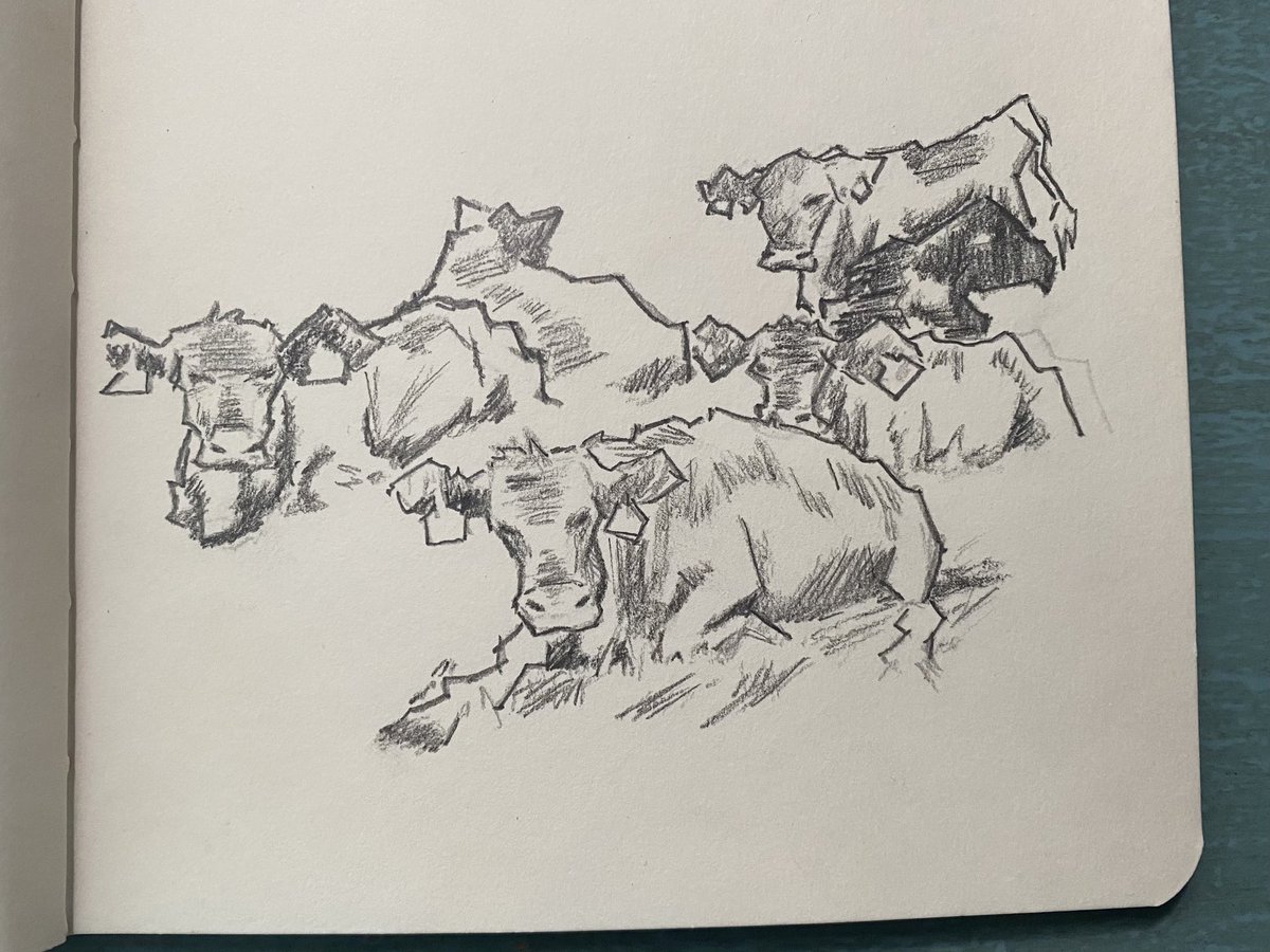 MHNicole2's tweet photo. #cows https://t.co/csEafe9fid