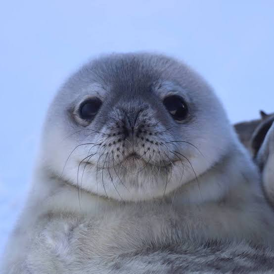 SaveTheSealsSOL's tweet photo. How i look waiting for the interaction we all know is coming cause nobody ignores nearly 20 000 in donations. https://t.co/2AT3nspBpc