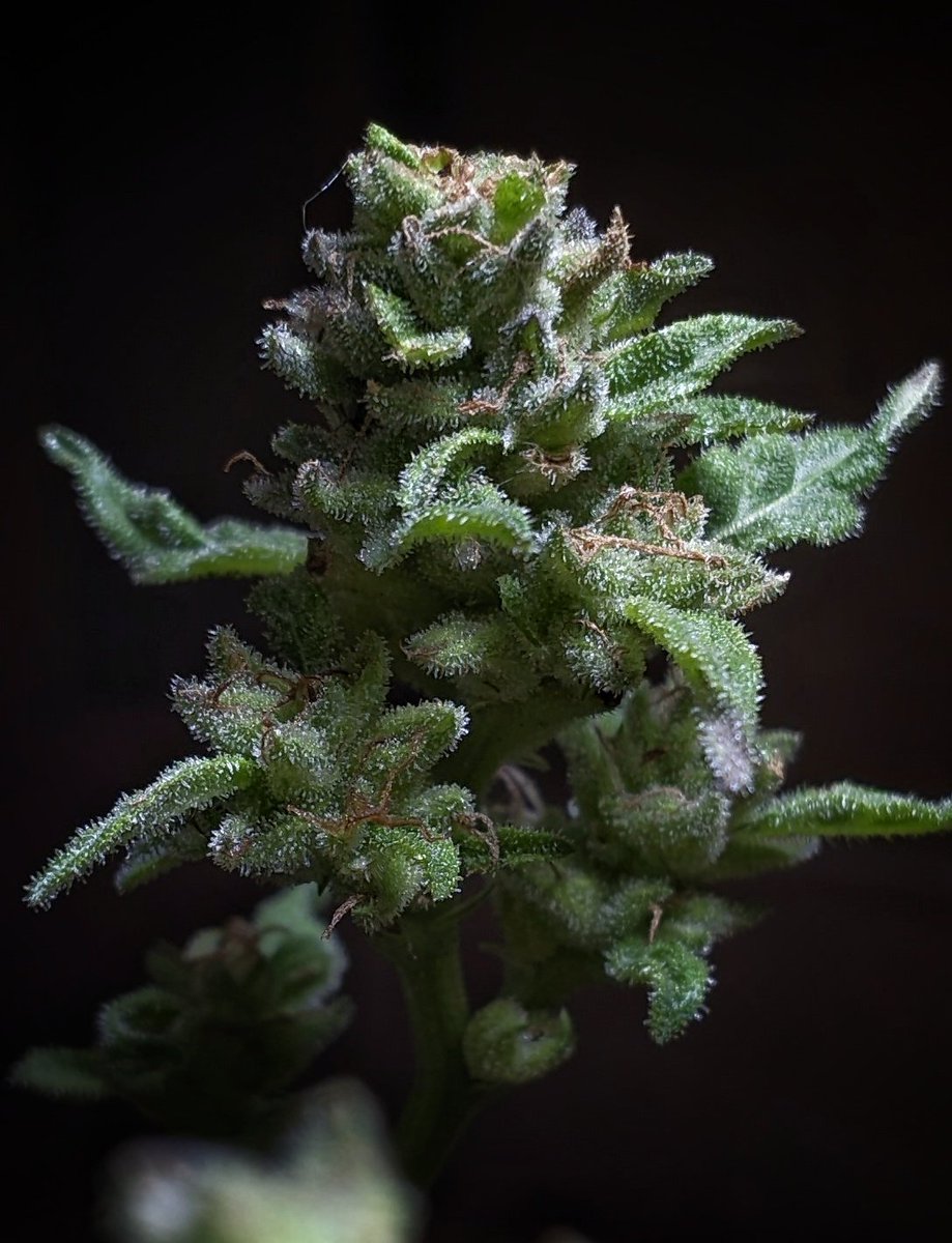 Flowery420's tweet photo. Dia 45
Super Lemon Haze 🍋🍋‍🟩 
Seed Bank 🇧🇷: https://t.co/sr1HeWsITH

#growyourown
#cannabisculture
#cannabiscommunity
#grower
#outdoor 
#marijuana https://t.co/57MLeqcyOH