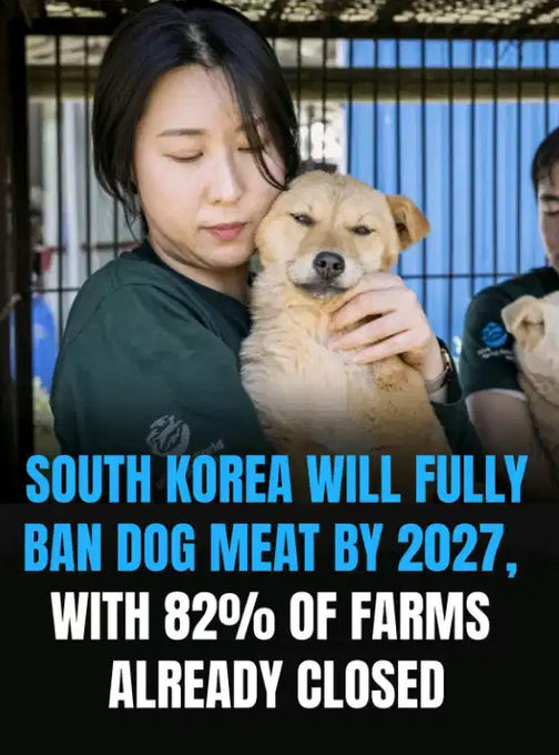 Rainmaker1973's tweet photo. Great news! 🇰🇷 

Progress like this shows real change is possible. So many farms already closed and the full ban coming in 2027 shows that dogs deserve better. https://t.co/qifZnD7D0t