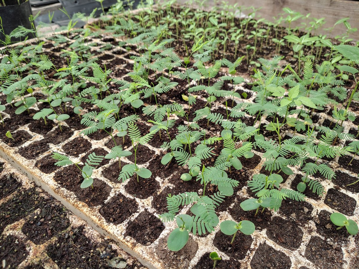 trcambiente's tweet photo. 🌱 Continuamos trabajando con jóvenes de “Eslabones por la Educación” en el Vivero Municipal, donde realizan su servicio social y participan en las labores de producción de plantas.
Seguimos impulsando la colaboración con jóvenes relacionadas con el cuidado de nuestro entorno. 🌿 https://t.co/oyz0g3o7OU