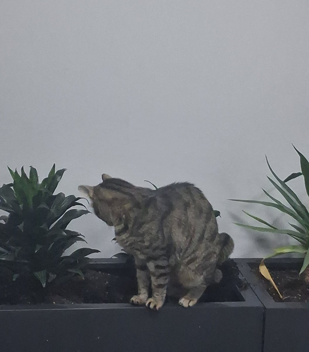 zirdavat's tweet photo. bu kedi az önce belediyenin saksınına isedi https://t.co/YiHsNdatje