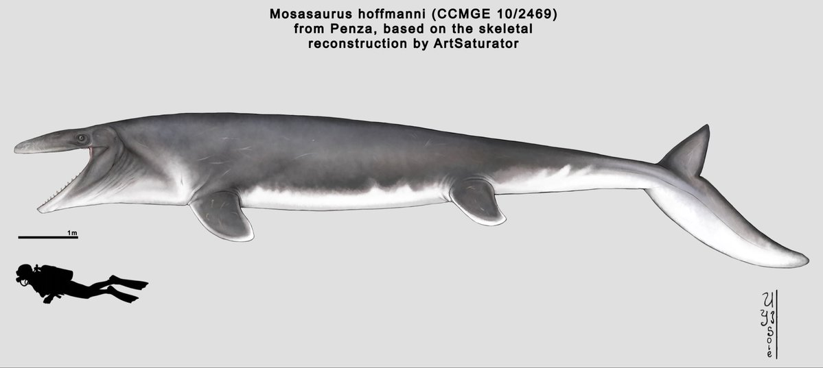 Sanek_Paleoloh's tweet photo. A life reconstruction of Mosasaurus hoffmanni (CCMGE 10/2469) 
 
#paleo #paleoart #illustration‌‌ https://t.co/QnsjXojWgV