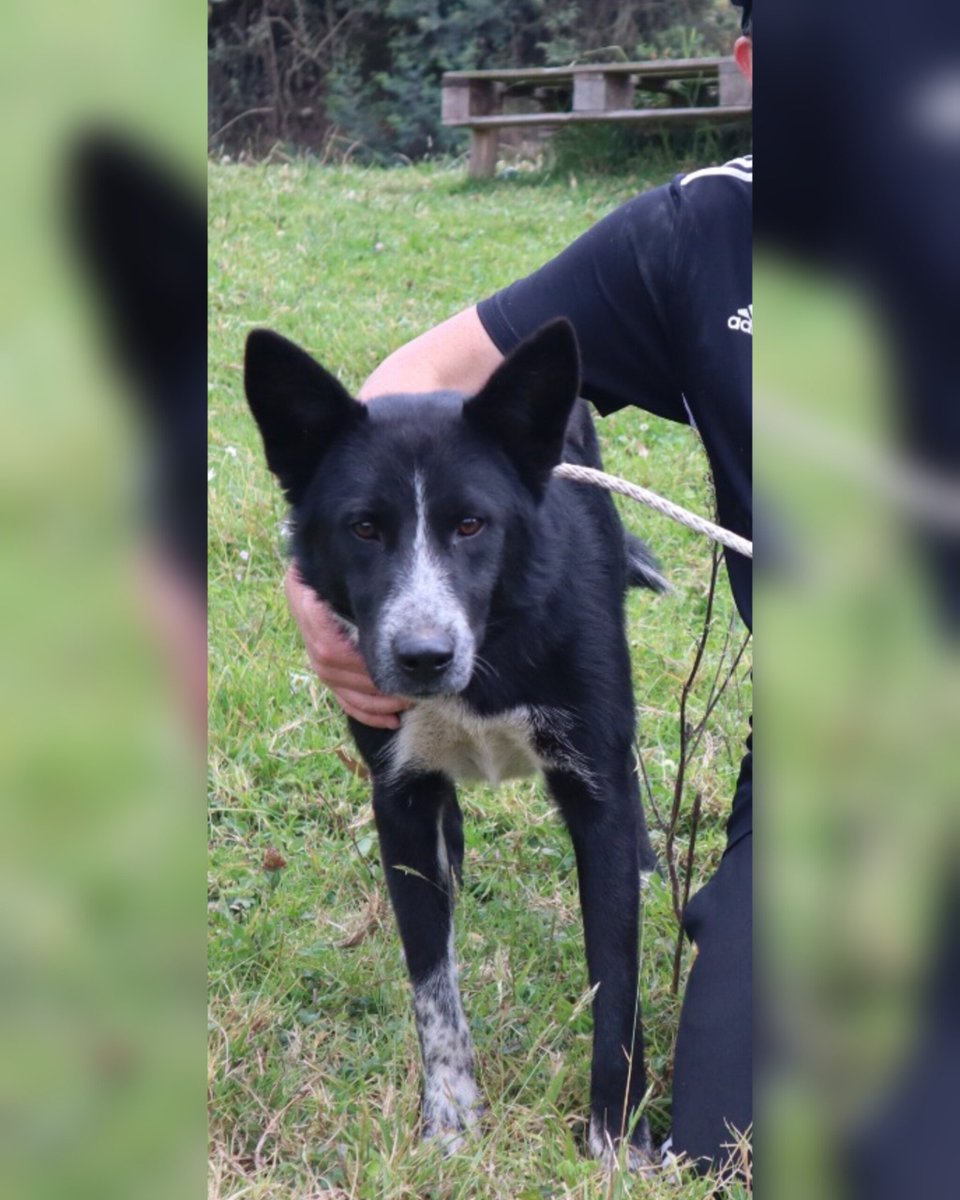 FundacionLucila's tweet photo. 🐾 RAINER BUSCA HOGAR 🐾

Cuando Rainer era apenas un cachorro, fue adoptado con la ilusión de tener una familia. Pero crecer también implica tiempo, paciencia, educación y compromiso.

Lo dejaban solo durante largos periodos, no recibió la orientación ni el cuidado que necesitaba y, como muchos perros jóvenes y activos, empezó a dañar objetos dentro de la casa.

La solución que encontraron fue abandonarlo.

Hoy Rainer sigue esperando una familia que sí entienda lo que significa adoptar para toda la vida. ❤️

Es un perro de tamaño grande, tiene 1 año, es súper amoroso, juguetón, inteligente y muy activo. Convive bien con otros perros y disfruta muchísimo la compañía humana.

✨ Se entrega vacunado y esterilizado.

Si deseas adoptar a Rainer, diligencia el formulario para iniciar el proceso
📎 https://t.co/am7GlGIxzG

Porque los perros no “se dañan”.
Se educan, se acompañan y se aman. 🐶