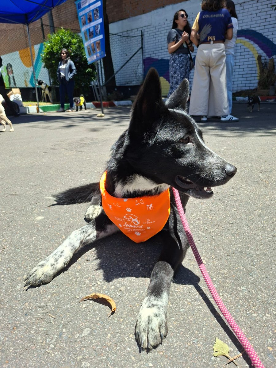 FundacionLucila's tweet photo. 🐾 RAINER BUSCA HOGAR 🐾

Cuando Rainer era apenas un cachorro, fue adoptado con la ilusión de tener una familia. Pero crecer también implica tiempo, paciencia, educación y compromiso.

Lo dejaban solo durante largos periodos, no recibió la orientación ni el cuidado que necesitaba y, como muchos perros jóvenes y activos, empezó a dañar objetos dentro de la casa.

La solución que encontraron fue abandonarlo.

Hoy Rainer sigue esperando una familia que sí entienda lo que significa adoptar para toda la vida. ❤️

Es un perro de tamaño grande, tiene 1 año, es súper amoroso, juguetón, inteligente y muy activo. Convive bien con otros perros y disfruta muchísimo la compañía humana.

✨ Se entrega vacunado y esterilizado.

Si deseas adoptar a Rainer, diligencia el formulario para iniciar el proceso
📎 https://t.co/am7GlGIxzG

Porque los perros no “se dañan”.
Se educan, se acompañan y se aman. 🐶