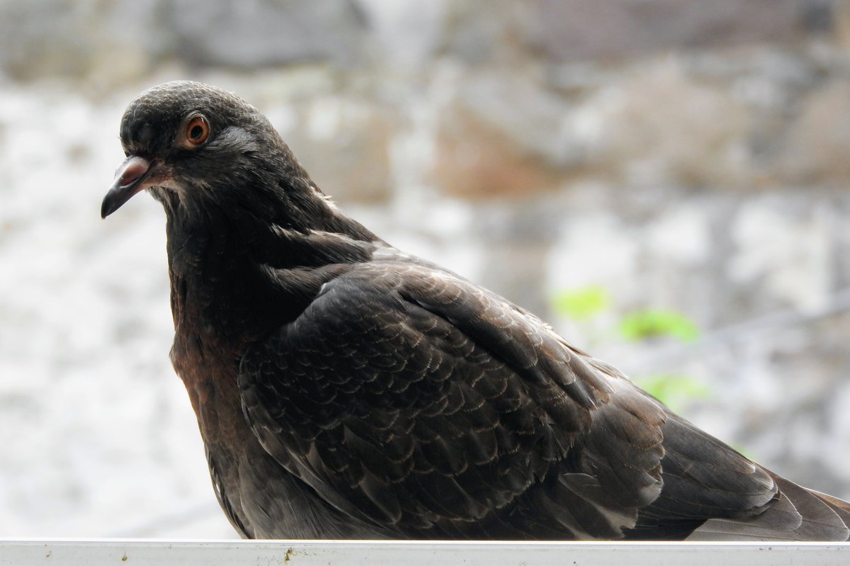 hceedee's tweet photo. Juvenile pigeon, 12 Jul '17. Pretty sure this was one of George's babies! https://t.co/eXMxQxcvl8