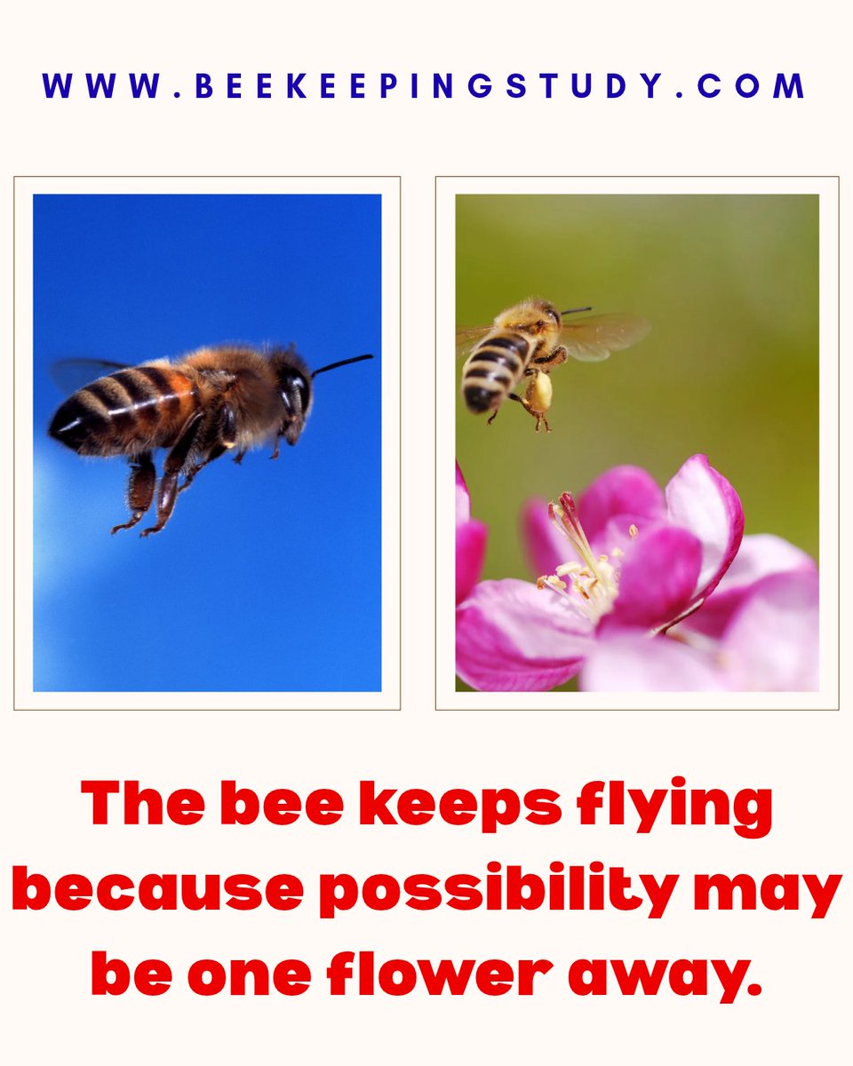 BeeKeepingStudy's tweet photo. The bee keeps flying because possibility may be one flower away.
#motivationalquotes #motivation #motivationdaily #honeybees #beekeepingstudy https://t.co/NrUk80t7d7