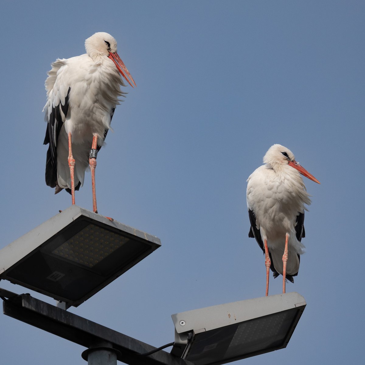 LooijengoedWim's tweet photo. Dit mooie stel zagen we vanmiddag op een lichtmast zitten in Apeldoorn. Omdat de ring met nr. 2E828 goed zichtbaar is, wellicht interessant voor #Stork stichting Ooievaars Research en Knowhow 
#ooievaars #ooievaar 
#canonR6mark3 met objectief 200-800 mm 
#natuurfotografie https://t.co/5c5zZN5k6j