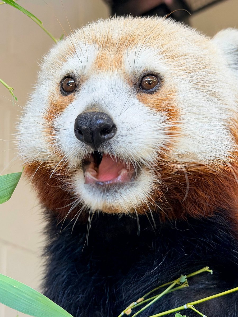 ZooBoise's tweet photo. Working 9 to 5? Not this gal! She’s more of a napping 9 to 5 kind of lady!

Zoo Boise’s new female red panda officially has a name…Miss Dolly Parton!

With her beautiful red fur and a whole lot of personality, we think the name fits her perfectly. https://t.co/CXT8edvfZI