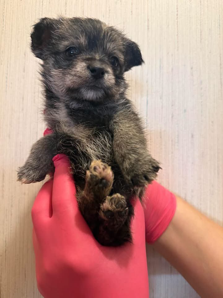 HoundsInPounds's tweet photo. Chiquita's Banana Bunch Update! 🍌💛
Meet the sweetest little bunch on the tree:
🍌 Banana Sandwich
🍌 Banana Nut Bread
🍌 Banana Pudding
🍌 Banana Split
👇 https://t.co/uiqEM5LstJ