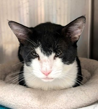 sachikoko's tweet photo. 🆘URGENT🆘PLEDGES NEEDED🆘🙏🏾PLZ KEEP SHARING🆘
🙏🏾PLZ #PLEDGE 2 SAVE MY LIFE
💰Goal Is $150
💝Sweet 3YO Black &amp; White Kitty "ZANE"💝
📢In Shelter Since 8/30/26
🚨Still Needs Adoption Or Rescue🚨
▶️ID 22200 https://t.co/S08glrtKIo
🙏🏽#AdoptDontShop
#Marietta, #GA @cobbkitties #Cat https://t.co/P1vkfgjQGY