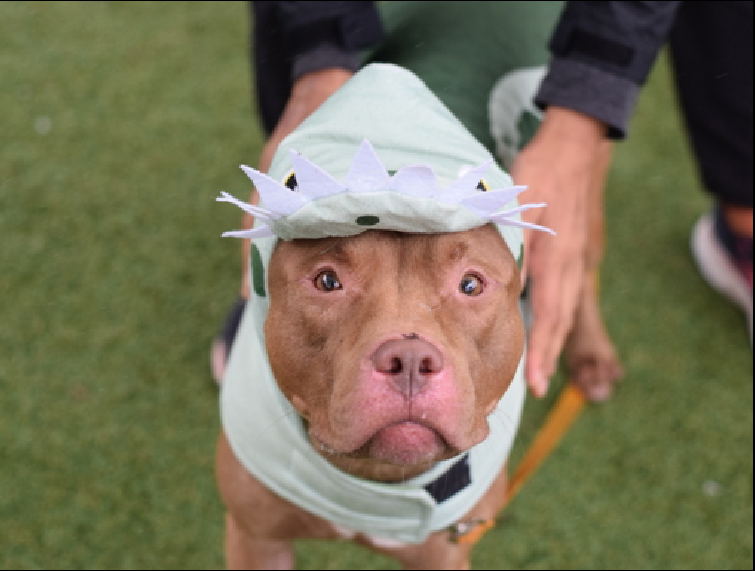 notthesameone2's tweet photo. 🐾4-y/o Bernie found tied to a pole & brought in late Sept. In trouble b/c bit/ held onto staff's sweater & recent leash-biting. Now he is no longer allowed to leave his kennel; his only way out is a foster or adopter. Smart, cute, sweet, excitable, earned 2nd best behavior rating. Has dermatitis. Needs a foster offer by 10/15: https://t.co/CNAWhliOx5