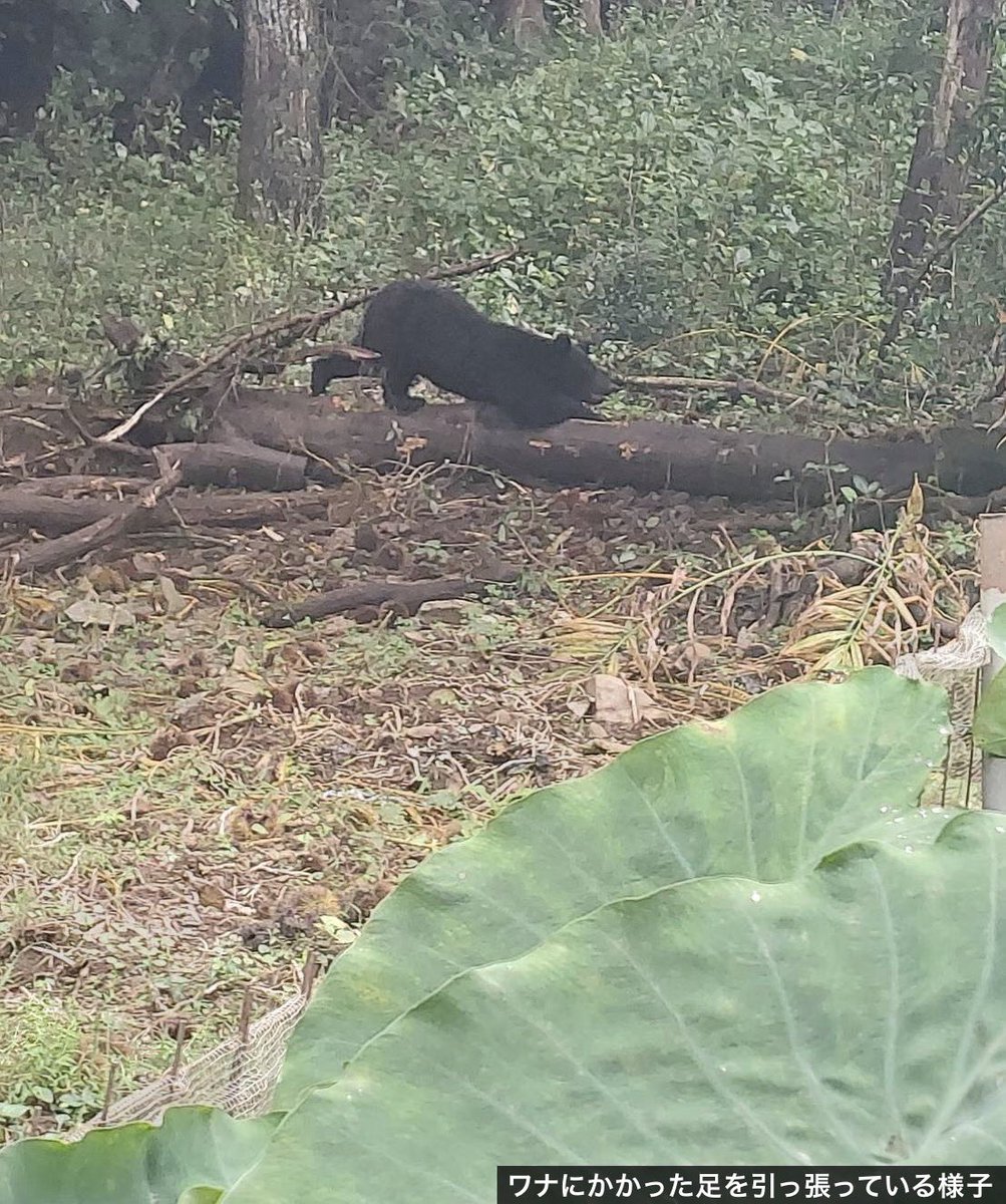 TA43786386's tweet photo. 明らかにおかしい。

日本中で、ワナにかかったクマを殺すことが当たり前になっている。

誰が撃つかで揉めている場合じゃない。

どうすれば人間に危険が及ばないように放獣できるのか。
どうすれば命を奪わずに済むのか。

そこにこそ、知恵を使うべきだろう。

最初から駆除ありき。
命を救う方法を考える前に、殺すことが前提になっている。

なぜ、そこに疑問を持たないのか。

人間の安全を守ることと、クマの命を守ることは、最初から対立するものではないはずだ。

駆除することを当たり前にするのではなく、放獣できる方法を考えることを当たり前にしてほしい。

日本人！
もう刷り込まれるな！
https://t.co/pAji7vMZYj