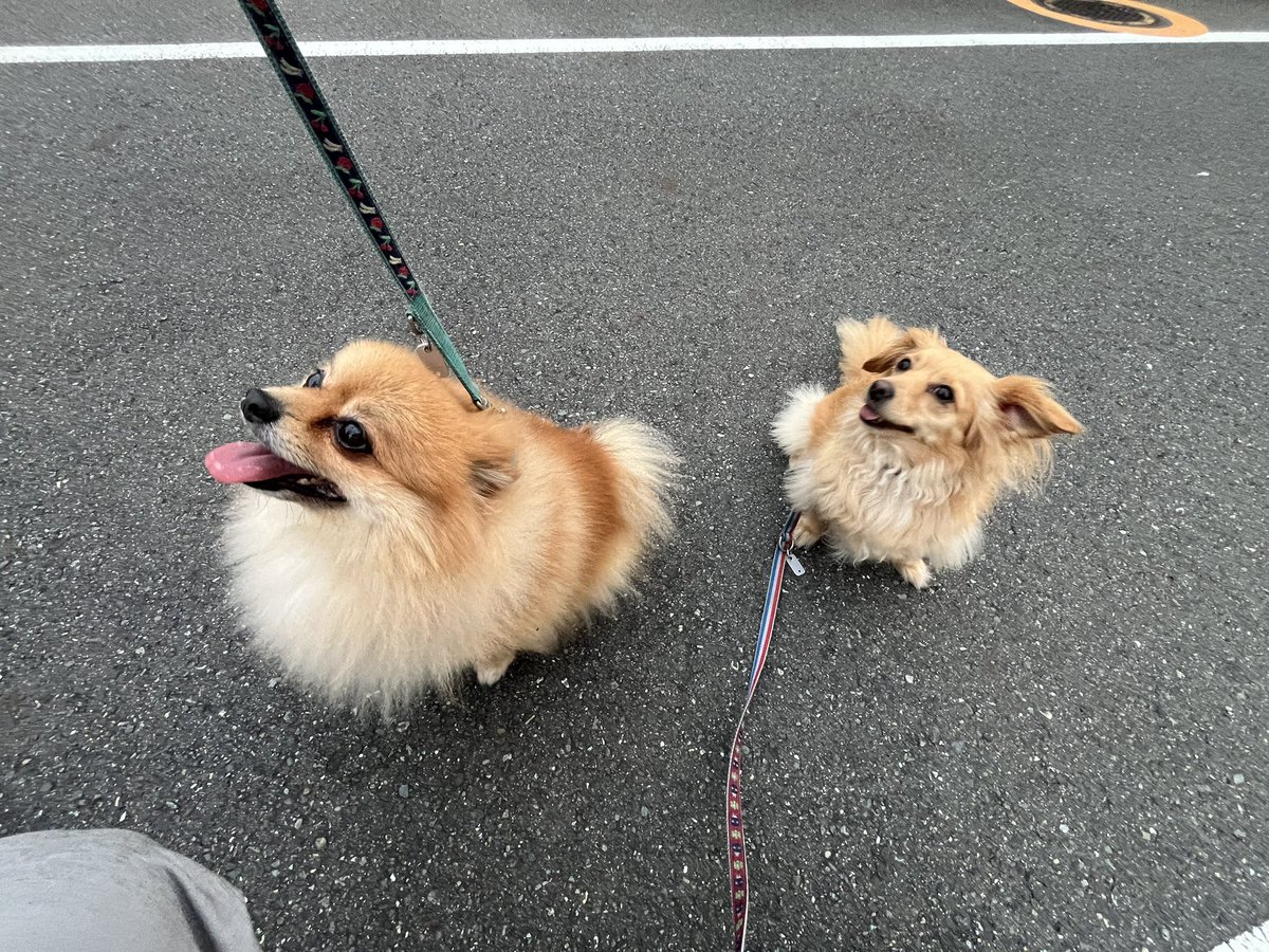 mi6MToU6ge10315's tweet photo. 今日も愛妻👩と愛犬ラフ、ルル🐕🦮とのお散歩🚶から一日スタート✨

今日は時間があるので、のんびり行ってきました😌秋🍂を感じますねぇ〜☺️ https://t.co/XxNA4o8uFc
