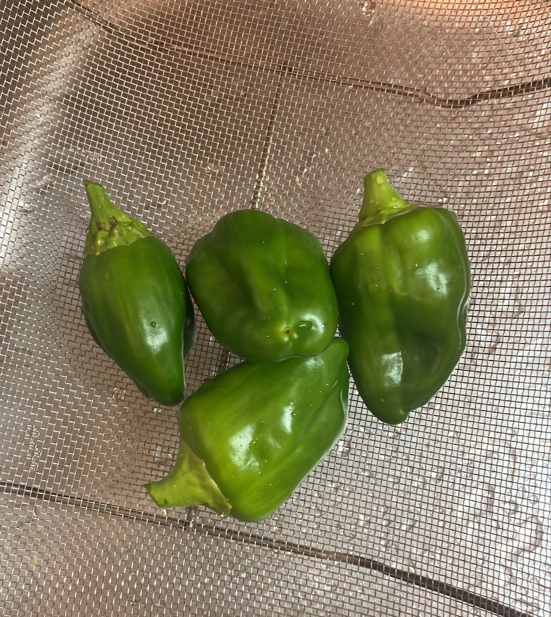 Aldebaran_0509's tweet photo. 涼しくなって、
ベランダ菜園のピーマンがすずなり🫑
今朝の収穫。ありがとうございます。

#ベランダ菜園
#わたしはノータッチ https://t.co/Df5s3vUfqe