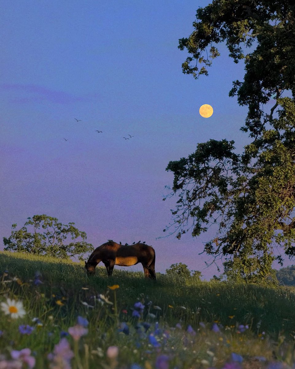 naturehealyou's tweet photo. under the same moon https://t.co/ioHCE9hych