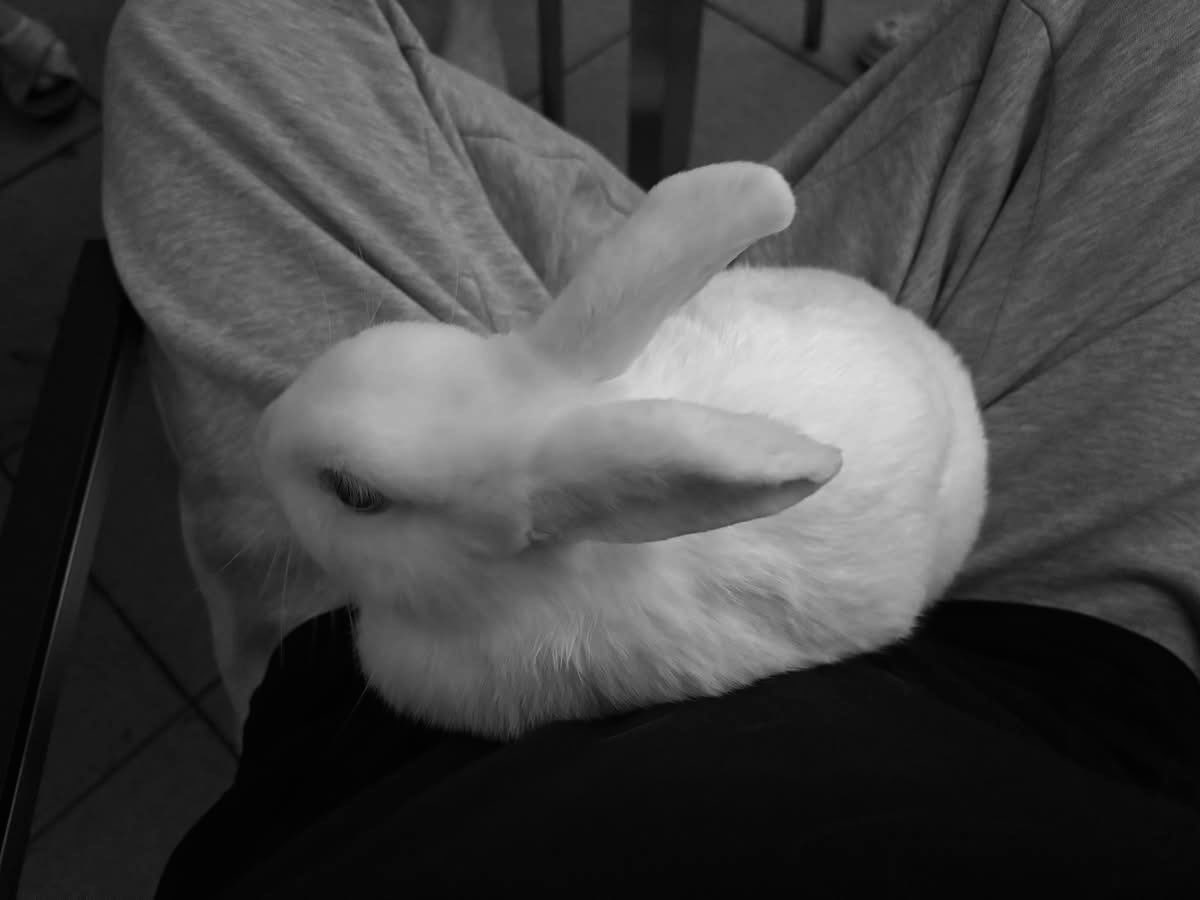 aesfen's tweet photo. what are you doing on my lap bunny? 
#bunny #wlw https://t.co/8TdjrS5zhG